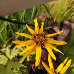 Nøkketunge Britt Marie Crawford - Ligularia dentata Britt Marie Crawford