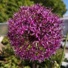 Prydløg Purple Sensation - Allium aflatunense Purple Sensation