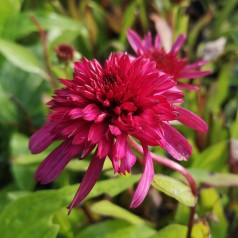 Purpursolhat Blueberry Cheesecake - Echinacea purpurea Blueberry Cheesecake