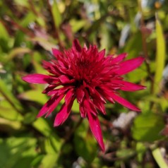 Purpursolhat Blueberry Cheesecake - Echinacea purpurea Blueberry Cheesecake