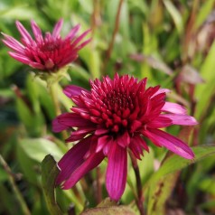 Purpursolhat Blueberry Cheesecake - Echinacea purpurea Blueberry Cheesecake