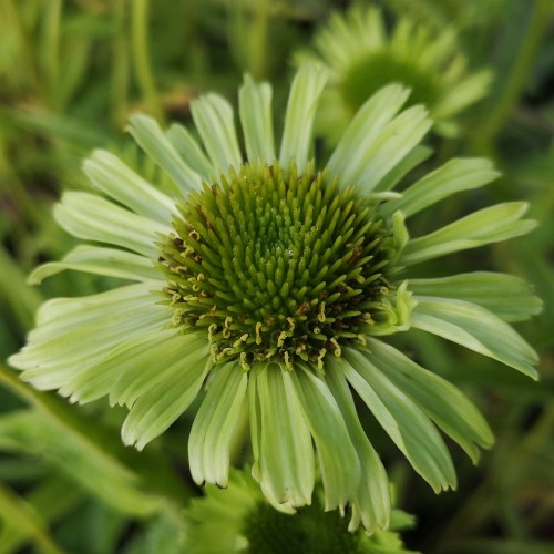 Purpursolhat Papillon Green - Echinacea purpurea Papillon Green