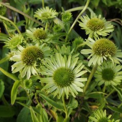 Purpursolhat Papillon Green - Echinacea purpurea Papillon Green