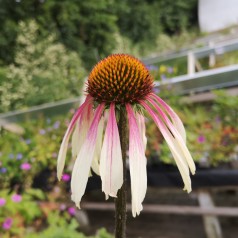 Purpursolhat Pretty Parasols - Echinacea purpurea Pretty Parasols