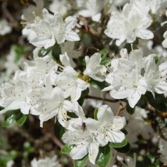 Japansk Azalea Kermesina Alba 20-40 cm. - Rhododendron Kermesina Alba