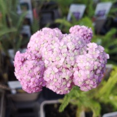 Røllike Apfelblüte - Achillea millefolium Apfelblüte