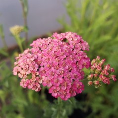 Røllike New Vintage Rose - Achillea millefolium New Vintage Rose