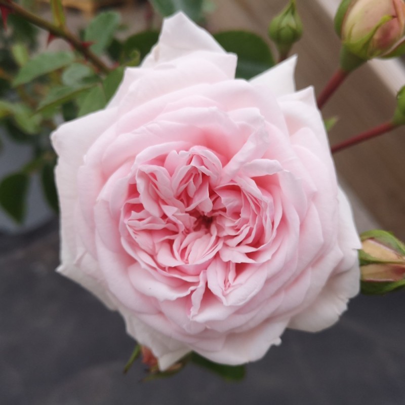 Rose Awakening / Slyngrose