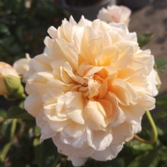 Rose Buff Beauty / Park Rose