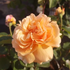 Rose Buff Beauty / Park Rose