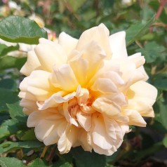 Rose Buff Beauty / Park Rose