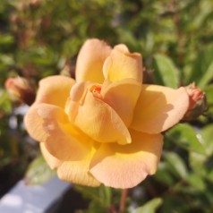 Rose Ghislaine de Feligonde / Buskrose