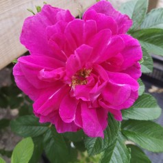 Rose Hansa - Buskrose