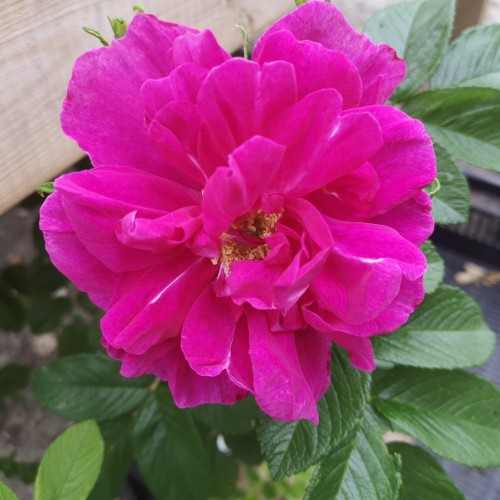 Rose Hansa - Buskrose