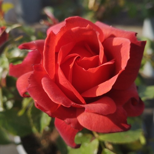 Rose Hot Chocolate - Buketrose