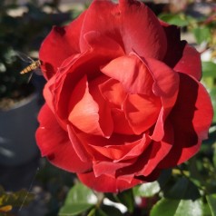 Rose Hot Chocolate - Buketrose