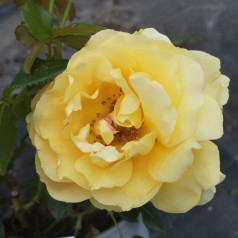 Rose Marselisborg - Slotsrose