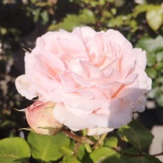 Rose Clair Renaissance - Renaissance Rose