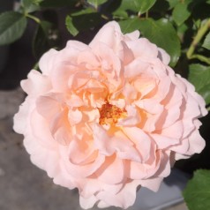 Rose Clair Renaissance - Renaissance Rose