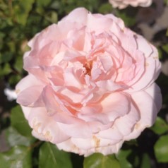 Rose Clair Renaissance - Renaissance Rose