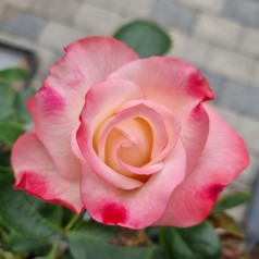 Rose Nostalgie / Storblomstret Rose