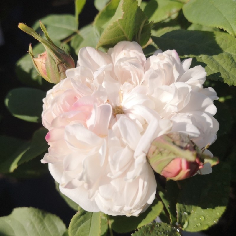 Rose White Jacques Cartier - Historisk rose / Barrods