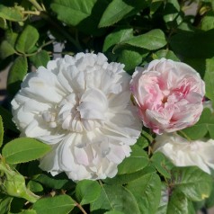 Rose White Jacques Cartier - Historisk rose / Barrods