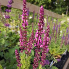 Salvie Deep Rose - Salvia nemorosa Sensation Deep Rose