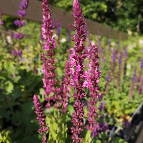 Salvie Deep Rose - Salvia nemorosa Sensation Deep Rose