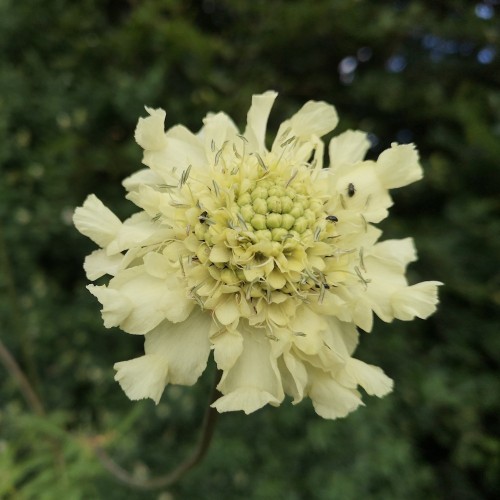 Skælhoved - Cephalaria gigantea / tatarica