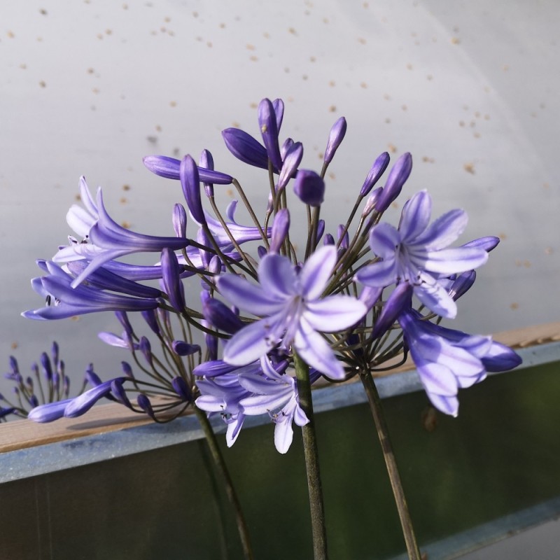 Skærmlilje Blue Triumphator - Agapanthus hybrid Blue Triumphator