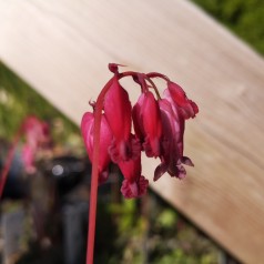 Småhjerte Luxuriant - Dicentra formosa Luxuriant