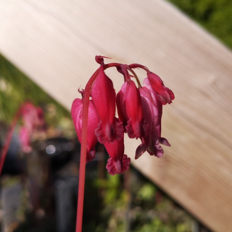 Småhjerte Luxuriant - Dicentra formosa Luxuriant