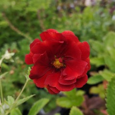 Staude Potentil Arc-en-ciel - Potentilla hybrid Arc-en-ciel