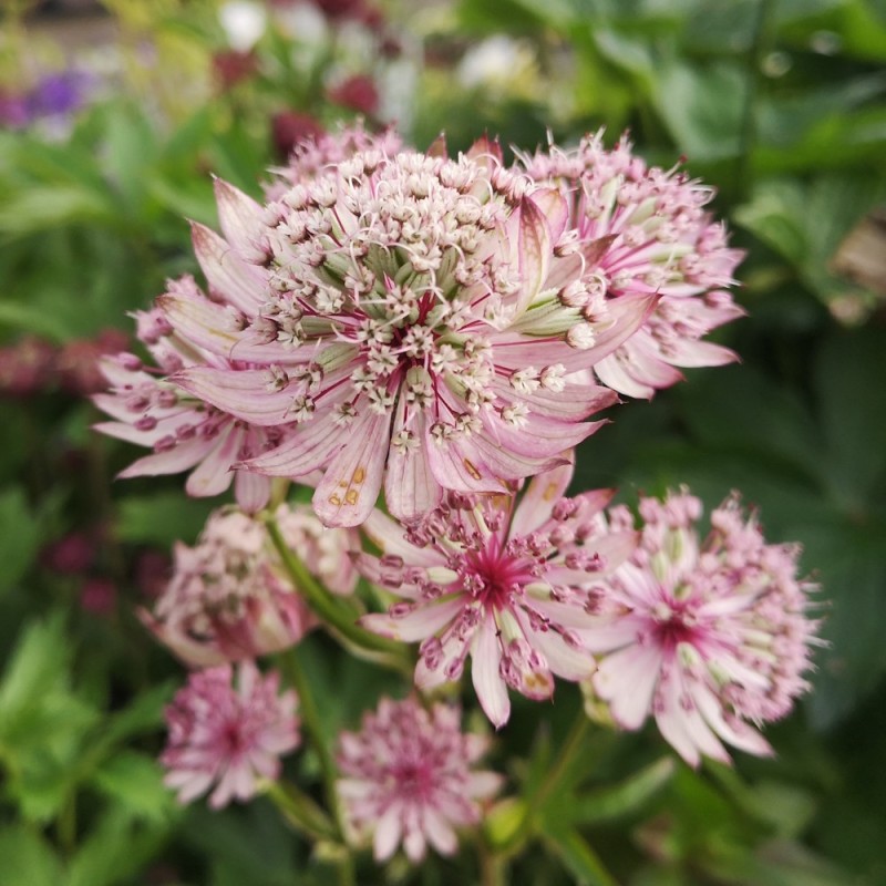 Stjerneskærm Sparkling Stars Pink - Astrantia major Sparkling Star Pink