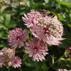 Stjerneskærm Sparkling Stars Pink - Astrantia major Sparkling Star Pink