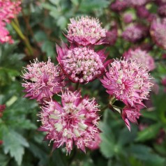 Stjerneskærm Star of Love - Astrantia hybrid Star of Love