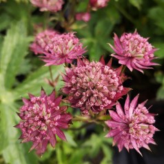 Stjerneskærm Star of Love - Astrantia hybrid Star of Love