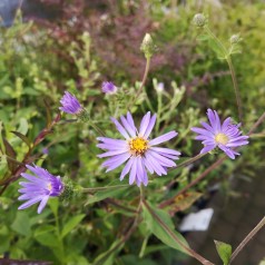 Storbladet Asters Twilight - Aster macrophyllus Twilight