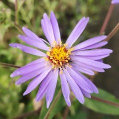 Storbladet Asters Twilight - Aster macrophyllus Twilight