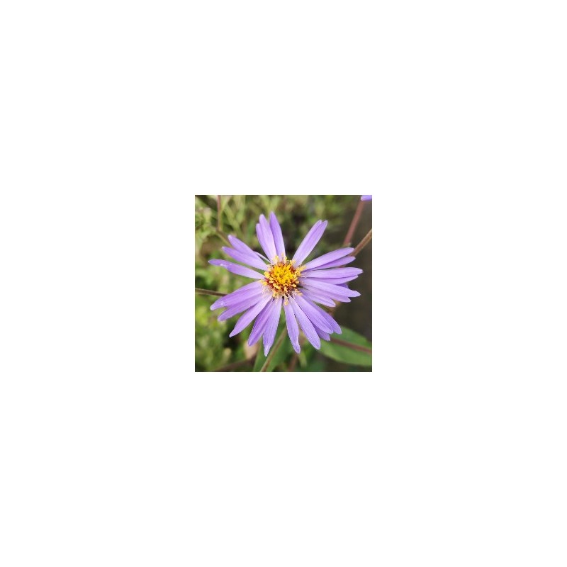 Storbladet Asters Twilight - Aster macrophyllus Twilight