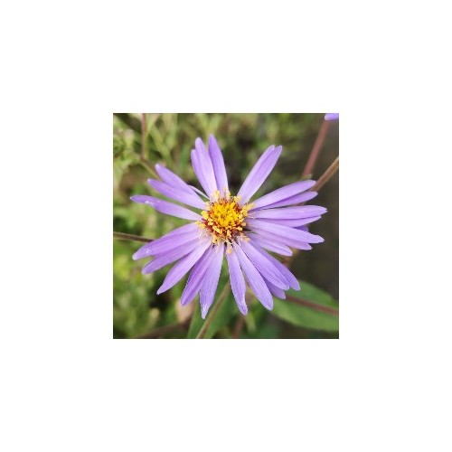 Storbladet Asters Twilight - Aster macrophyllus Twilight