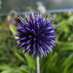 Tidselkugle Veitch's Blue - Echinops ritro Veitch's Blue