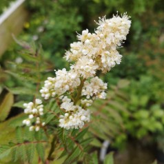 Tusindtop Sem 40-60 cm. - 10 stk. barrodsplanter - Sorbaria sorbifolia Sem