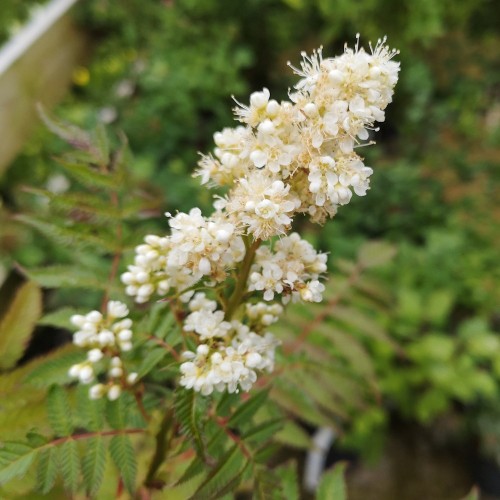 Tusindtop Sem 40-60 cm. - 10 stk. barrodsplanter - Sorbaria sorbifolia Sem
