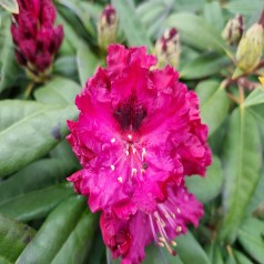 Rhododendron Marie Fortier