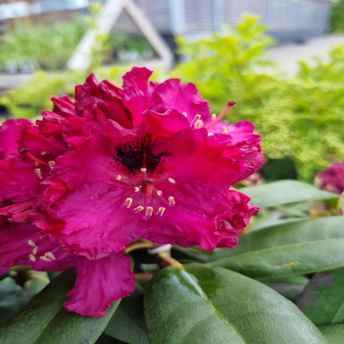 Rhododendron Marie Fortier - 15L potte