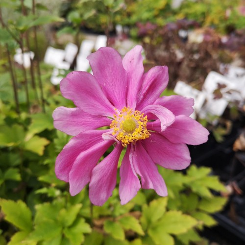 Anemone Prinz Heinrich - Anemone hybrid Prinz Heinrich