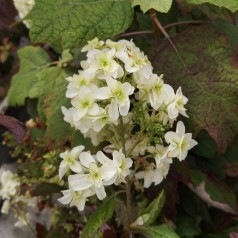 Egebladet Hortensia Snowflake 30-60 cm. - Hydrangea quercifolia Snowflake