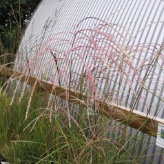 Elefantgræs Flamingo - Miscanthus sinensis Flamingo